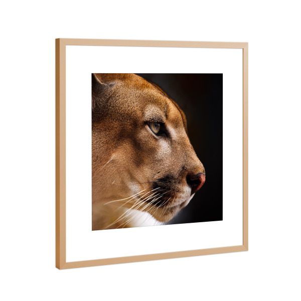 Poster mit Rahmen Kupfer "Der Puma" artboxONE - Tiere - Puma,Löwe,Porträt,Berglöwe,Gesicht,Raubkatze,Großkatze,Cat,Animal,Tier,Portrait