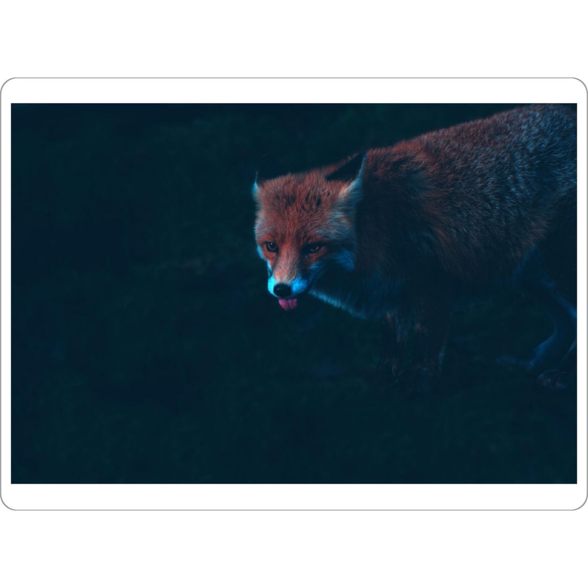 Tischset "Fuchszunge" artboxONE - Natur,Tiere