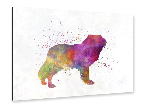 Alu-Dibond "Kooikerhondje in watercolor" 30x20 cm artboxONE