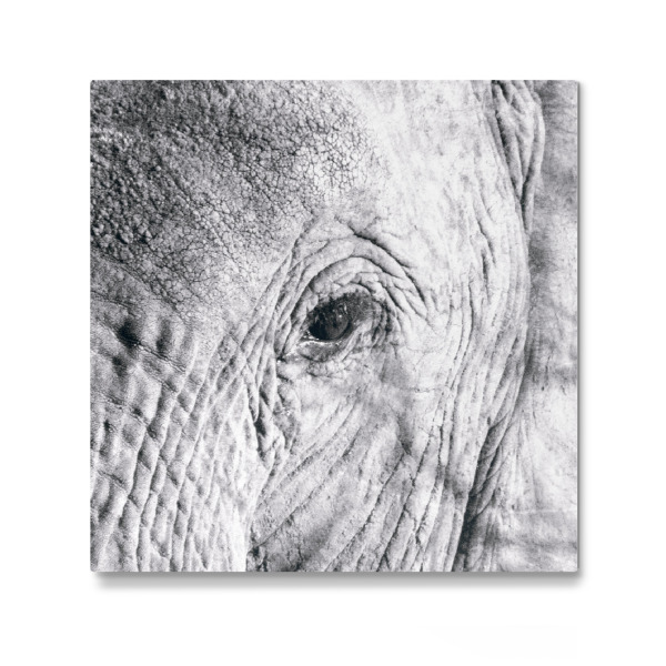 Galerie-Print "Elefant schwarzweiß" 30x30 cm artboxONE