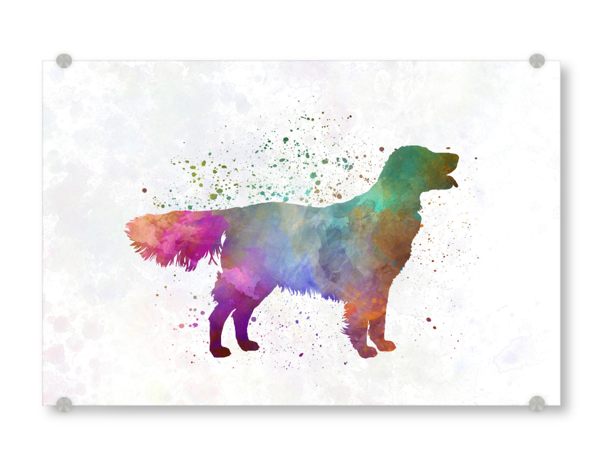 Acrylglasbild "Flat Coated Retriever watercolor" artboxONE - Tiere,Abstrakt