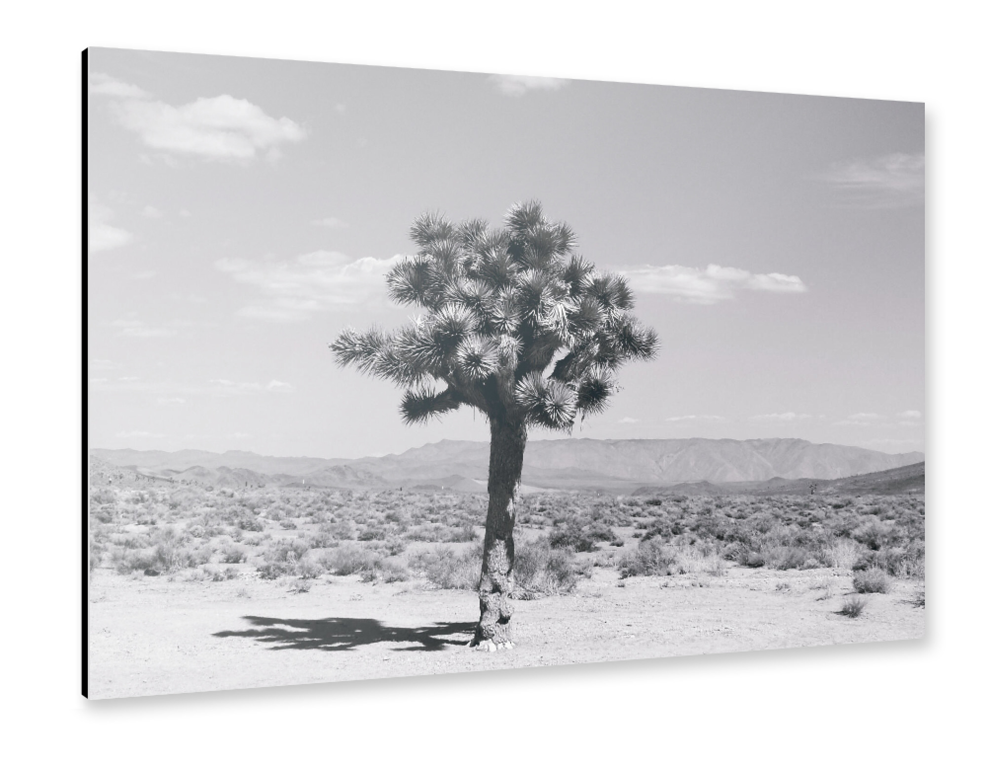 Alu-Dibond "The Joshua Tree in Nevada" 30x20 cm artboxONE