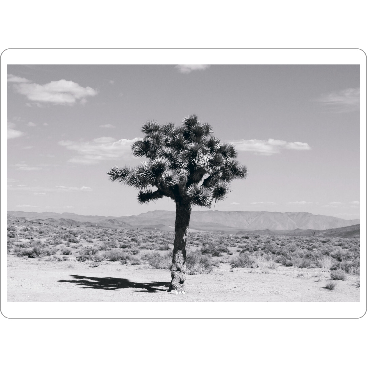 Tischset "The Joshua Tree in Nevada" artboxONE - Natur,Reise,Floral,Schwarzweiß,Reise / Länder