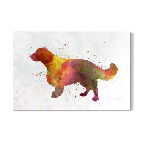 Galerie-Print "Welsh Springer Spaniel dog" 30x20 cm artboxONE