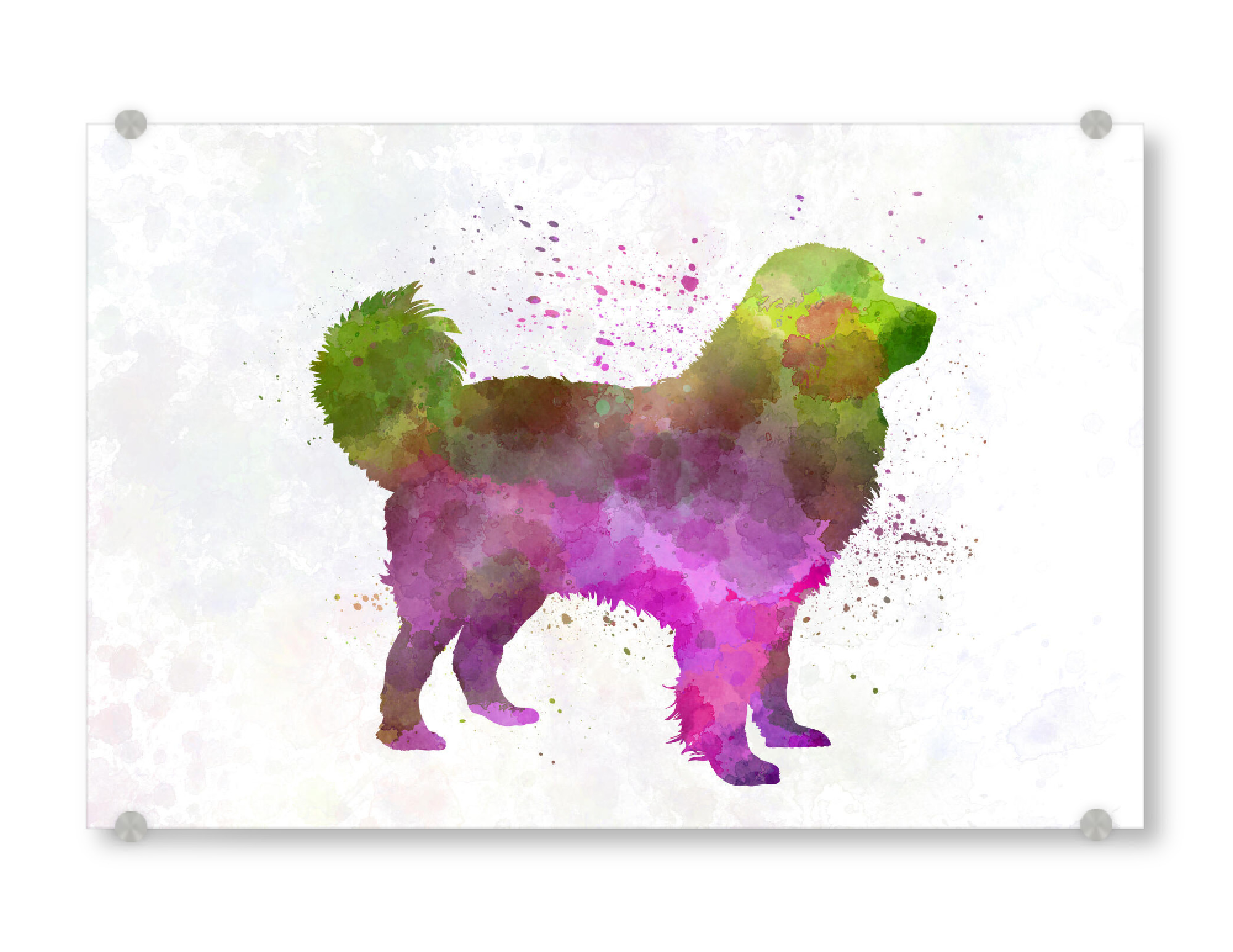 Acrylglasbild "Tatra Shepherd Dog in watercolor" artboxONE - Tiere,Abstrakt