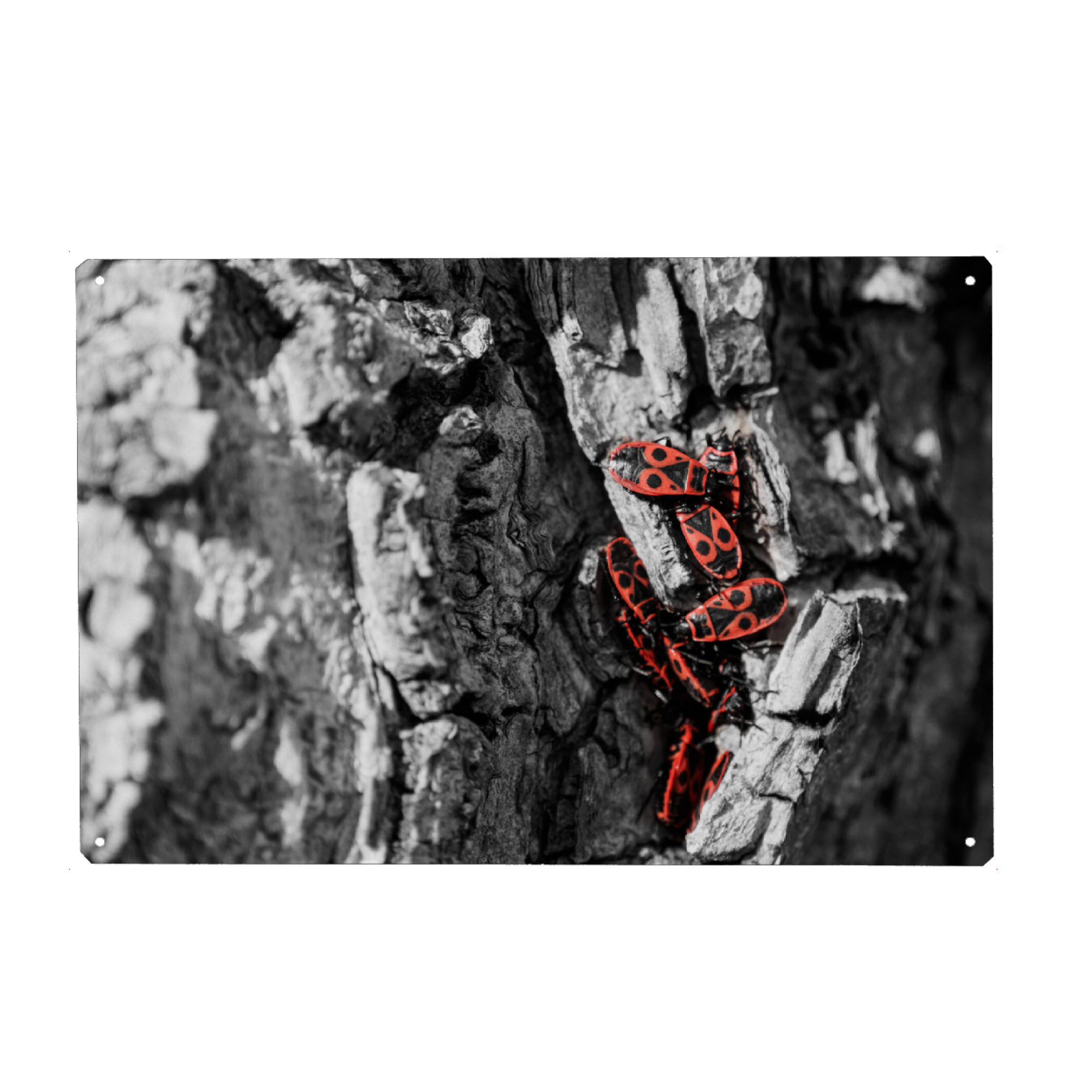 Metall Poster "Rote Käfer" artboxONE - Natur,Tiere - Käfer,Baum,Rinde,Schwarzweiß,Insekten,Insects,Blackandwhite,Tree - Blechschild
