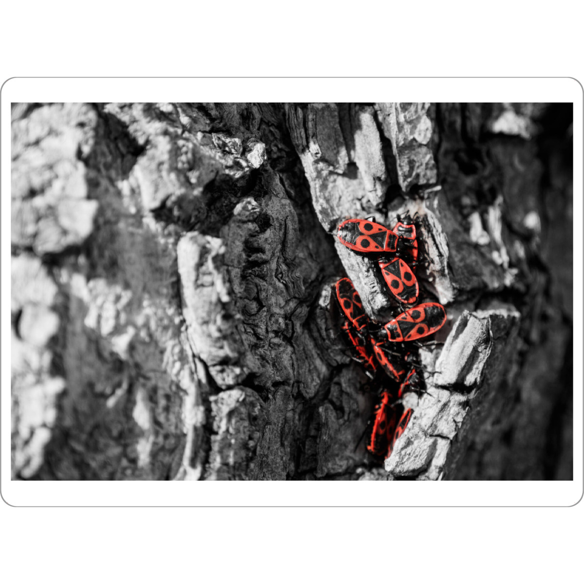 Tischset "Rote Käfer" artboxONE - Natur,Tiere - Käfer,Baum,Rinde,Schwarzweiß,Insekten,Insects,Blackandwhite,Tree - Bild käfer