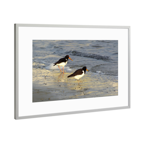 Poster mit Rahmen Silber "Austernfischerpaar" artboxONE - Natur,Reise,Tiere,Reise / Strand und Meer