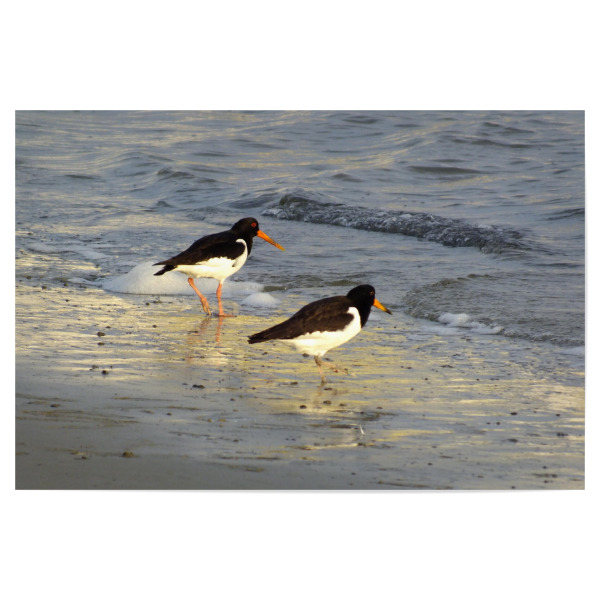 Poster 30x20 cm "Austernfischerpaar" artboxONE - Natur,Reise,Tiere,Reise / Strand und Meer