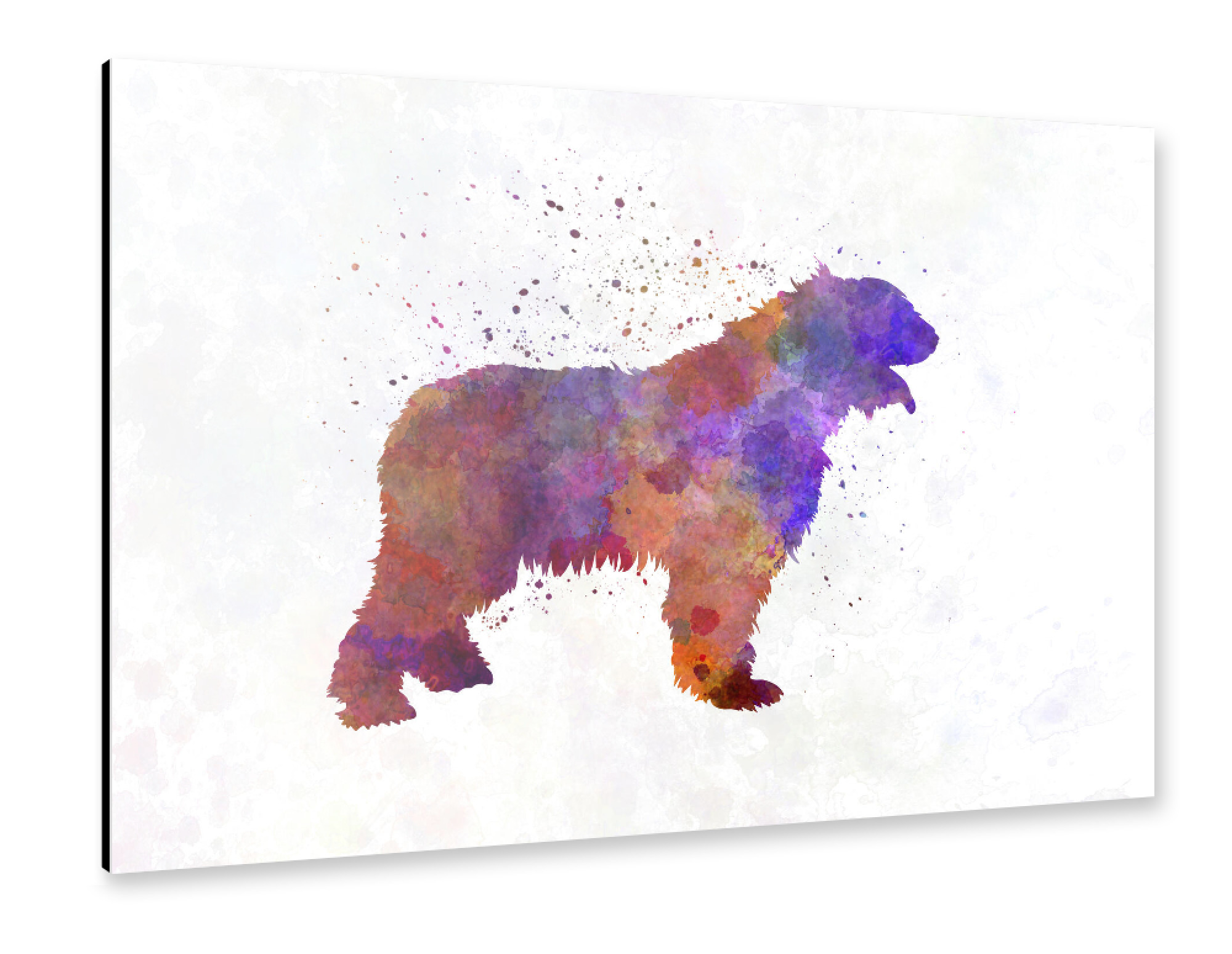 Alu-Dibond "Romanian Mioritic Shepherd Dog" 75x50 cm artboxONE