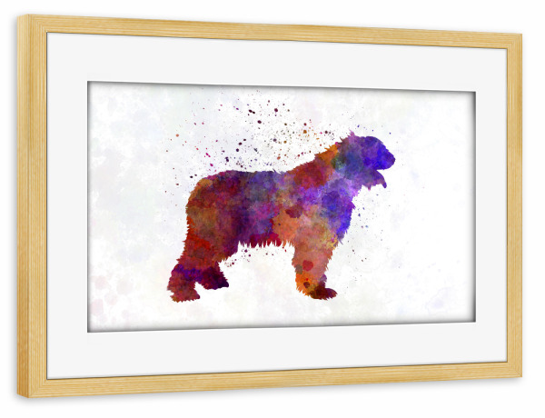 Poster mit Rahmen kiefer "Romanian Mioritic Shepherd Dog" artboxONE - Tiere,Abstrakt