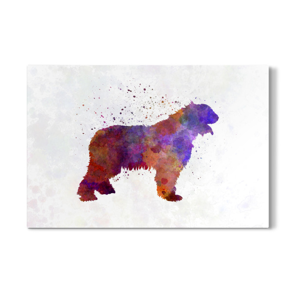 Galerie-Print "Romanian Mioritic Shepherd Dog" 30x20 cm artboxONE