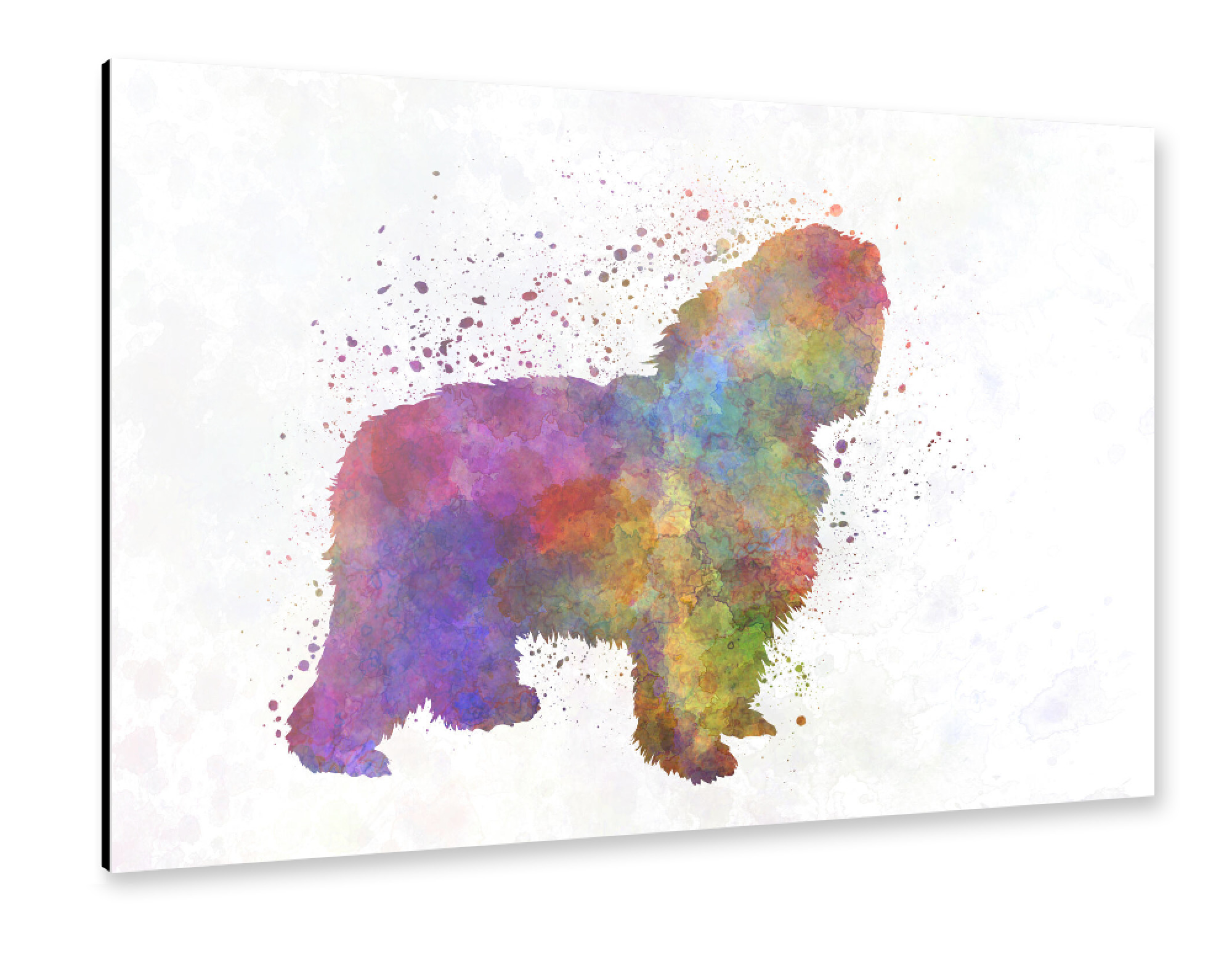 Alu-Dibond "Polish Lowland Sheepdog" 30x20 cm artboxONE