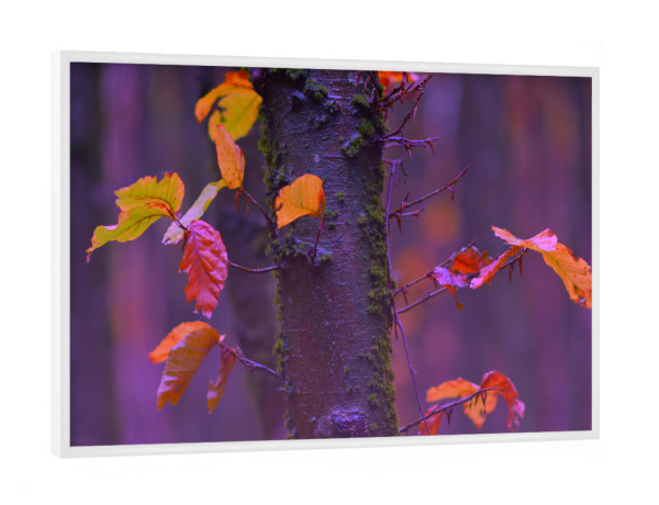 Poster mit weißem Rahmen "Bunte Herbstblätter" artboxONE - Natur