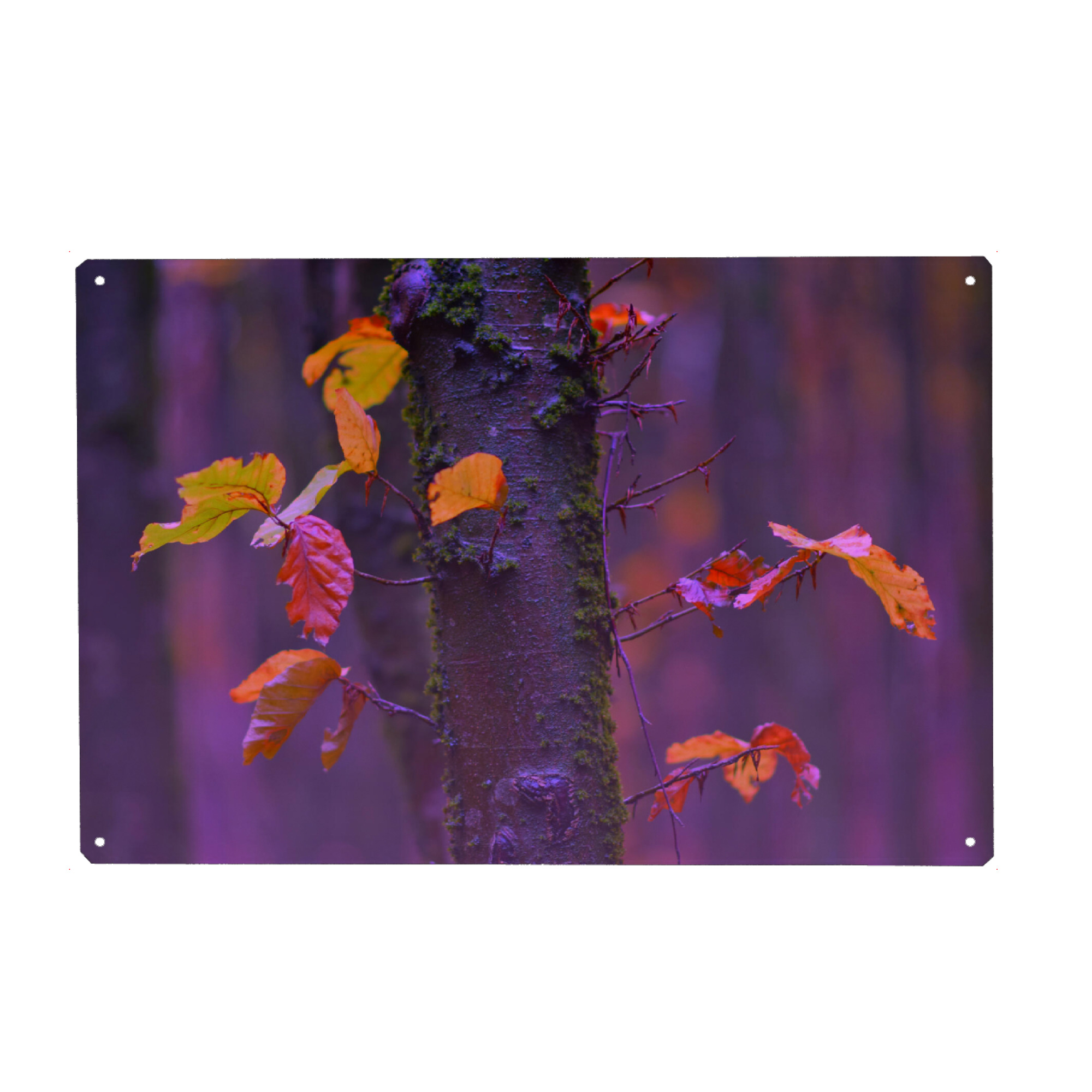 Holzbild "Bunte Herbstblätter" artboxONE - Natur