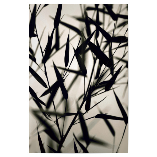 Bambus Blätter schwarz-weiß