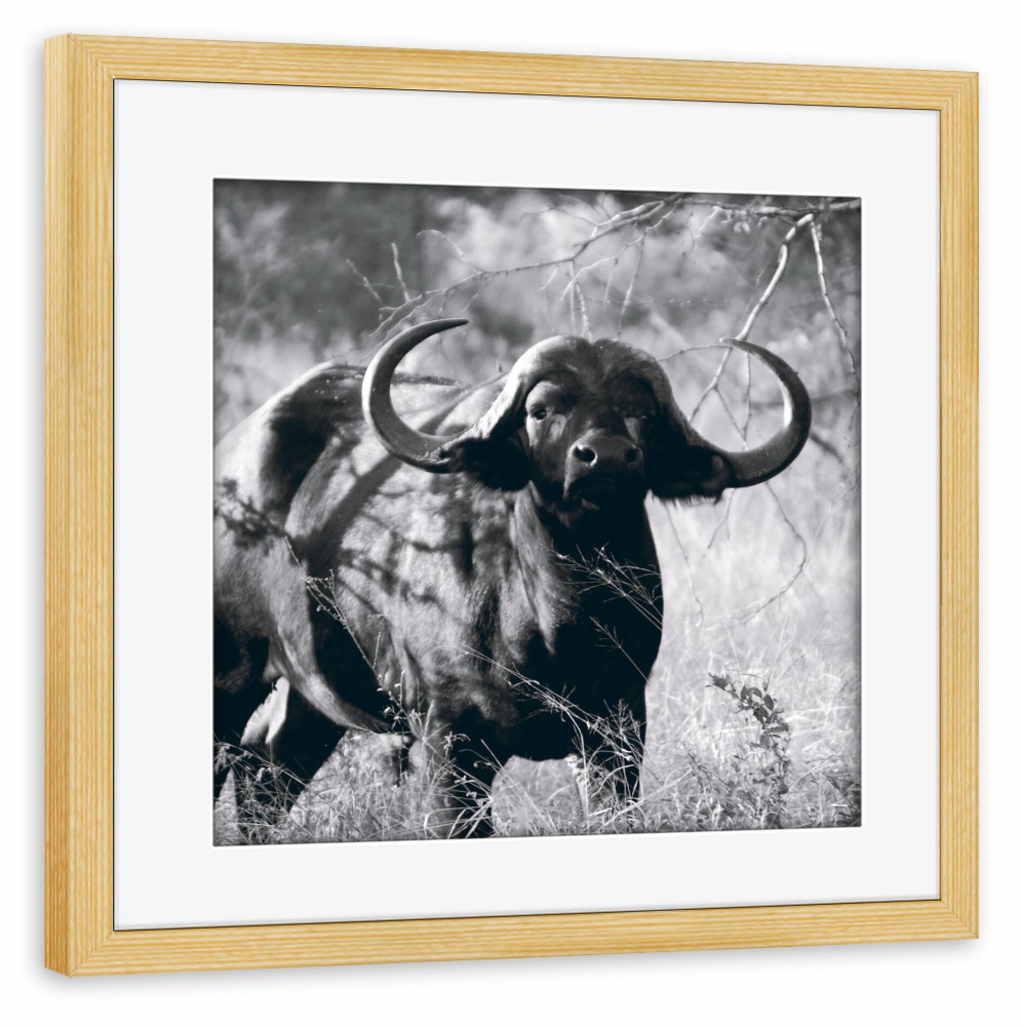 Poster mit Rahmen kiefer "Büffel schwarzweiß" artboxONE - Natur,Tiere