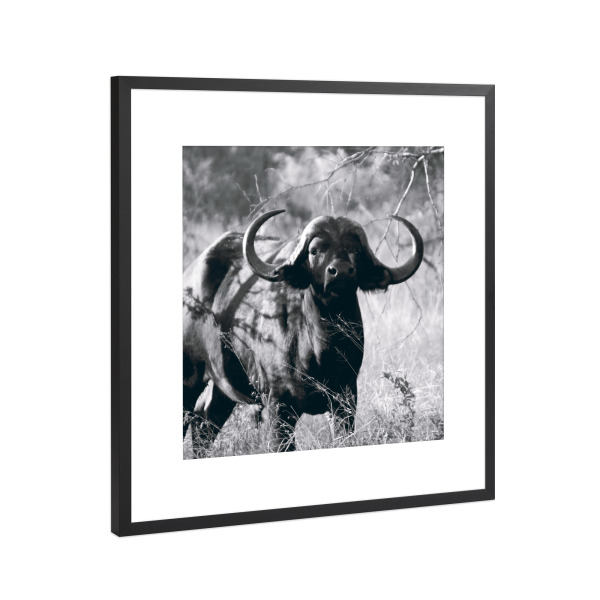 Poster mit Rahmen Schwarz (Metallic) "Büffel schwarzweiß" artboxONE - Natur,Tiere