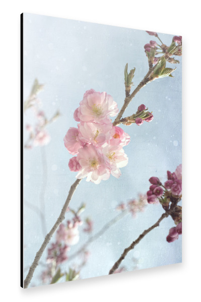 Alu-Dibond "Zierkirsche" 30x20 cm artboxONE