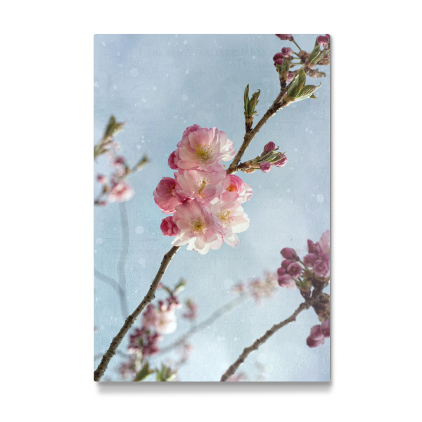 Galerie-Print "Zierkirsche" 30x20 cm artboxONE