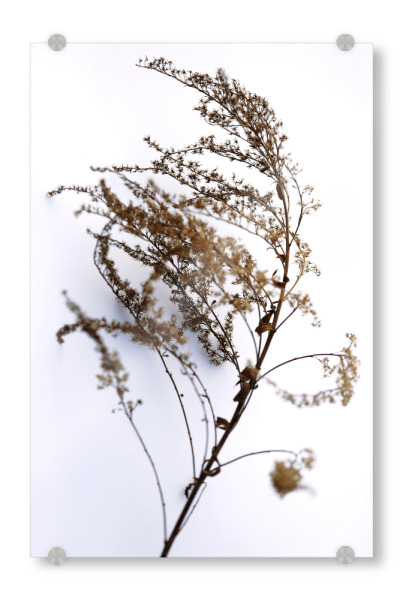Acrylglasbild "Wildblume Beige und Weiß" artboxONE - Natur,Floral,Abstrakt