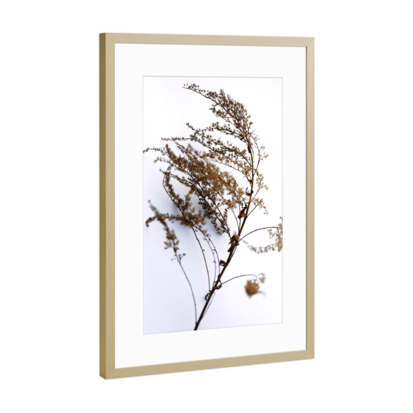 Poster mit Rahmen Gold "Wildblume Beige und Weiß" artboxONE - Natur,Floral,Abstrakt