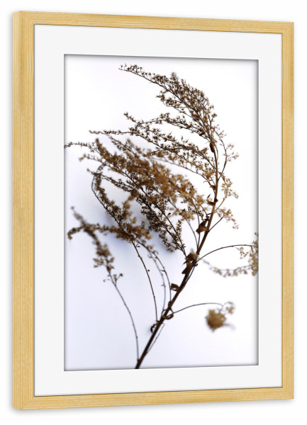 Poster mit Rahmen kiefer "Wildblume Beige und Weiß" artboxONE - Natur,Floral,Abstrakt