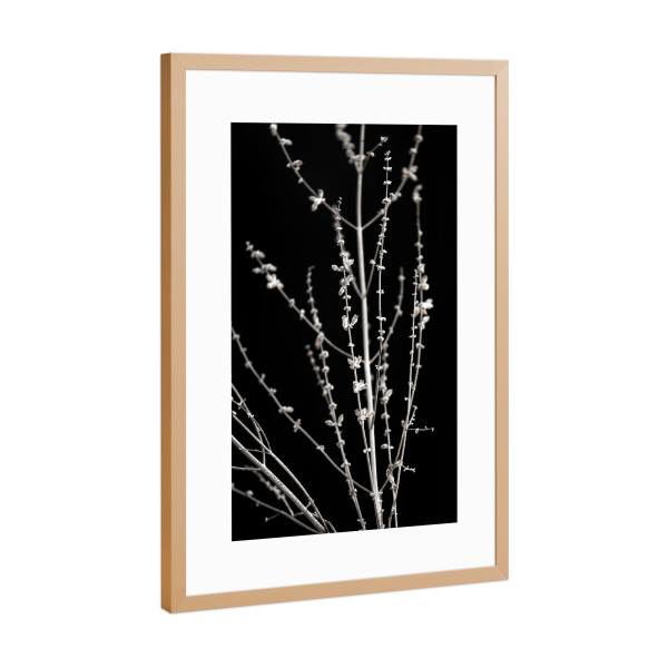 Poster mit Rahmen Kupfer "Gräser abstrakt schwarz-weiß" artboxONE - Natur,Floral,Abstrakt,Schwarzweiß