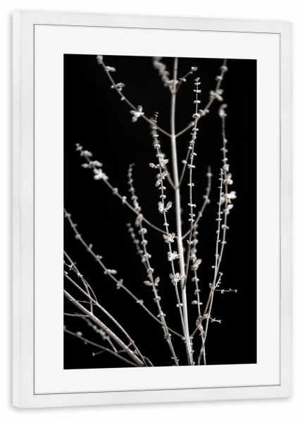 Poster mit Rahmen weiß "Gräser abstrakt schwarz-weiß" artboxONE - Natur,Floral,Abstrakt,Schwarzweiß