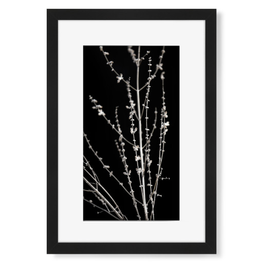 Gräser abstrakt schwarz-weiß