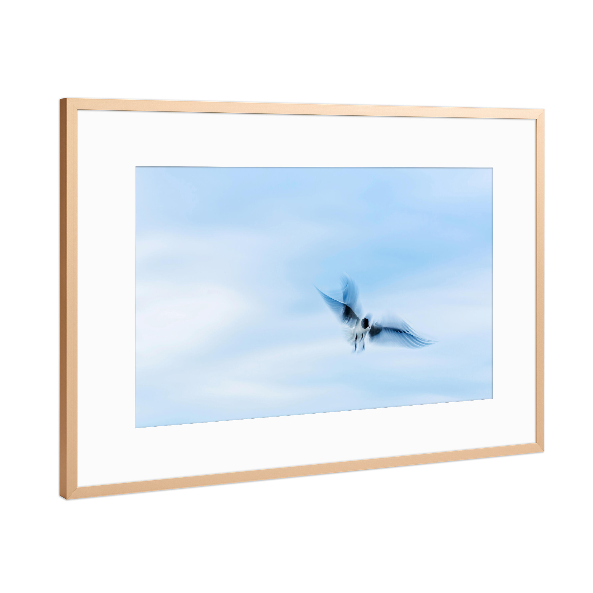 Poster mit Rahmen Kupfer "Im Flug" artboxONE - Natur,Tiere - Meer,Vogel,Möve,Himmel,Langzeitbelichtung,Bird,Sea,Natur,Nature,Sky,Tier,Animal