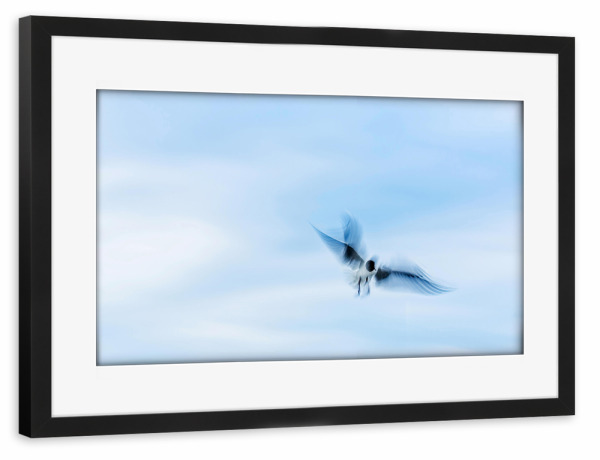 Poster mit Rahmen schwarz "Im Flug" artboxONE - Natur,Tiere - Meer,Vogel,Möve,Himmel,Langzeitbelichtung,Bird,Sea,Natur,Nature,Sky,Tier,Animal