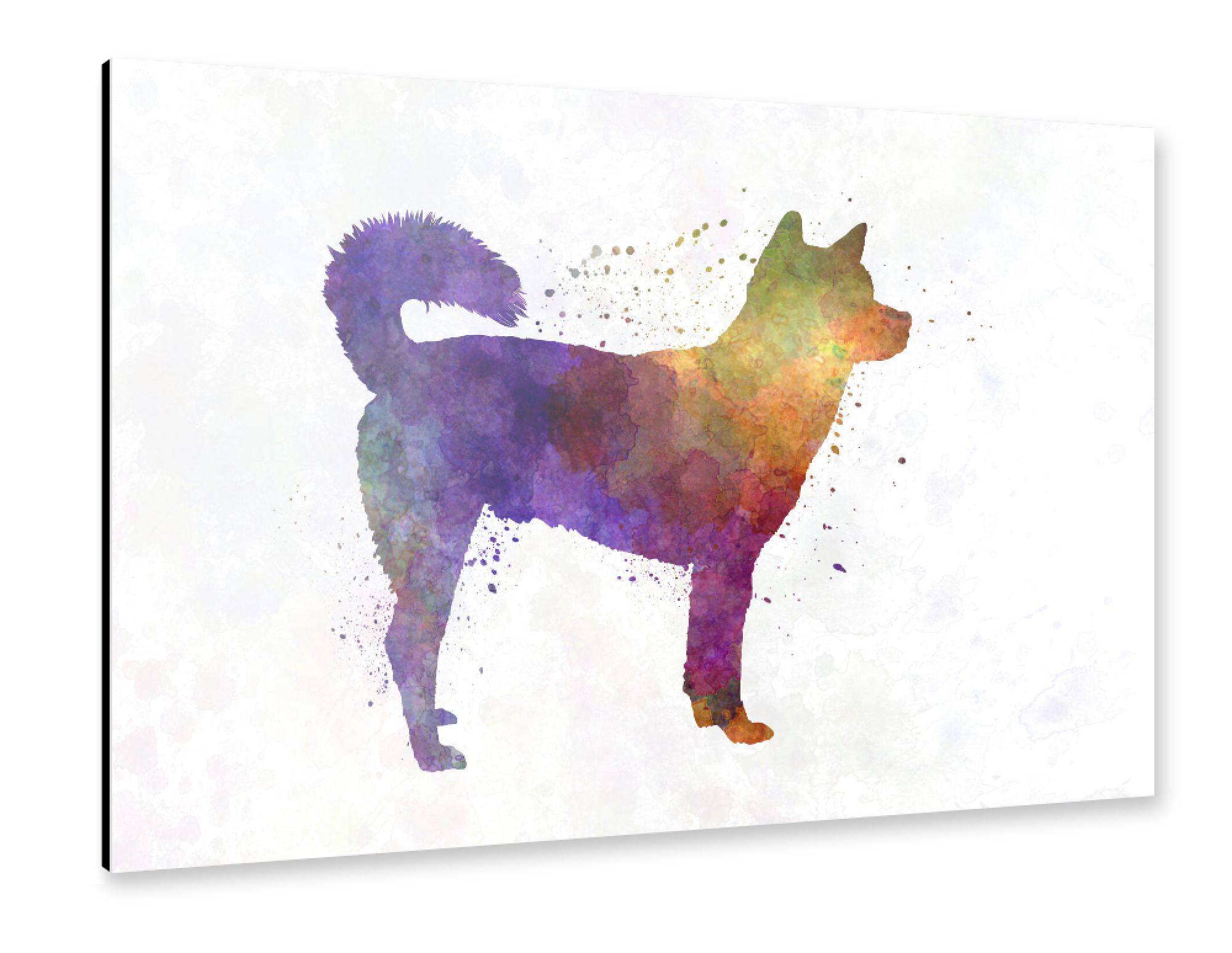 Alu-Dibond "Kishu in watercolor" 75x50 cm artboxONE