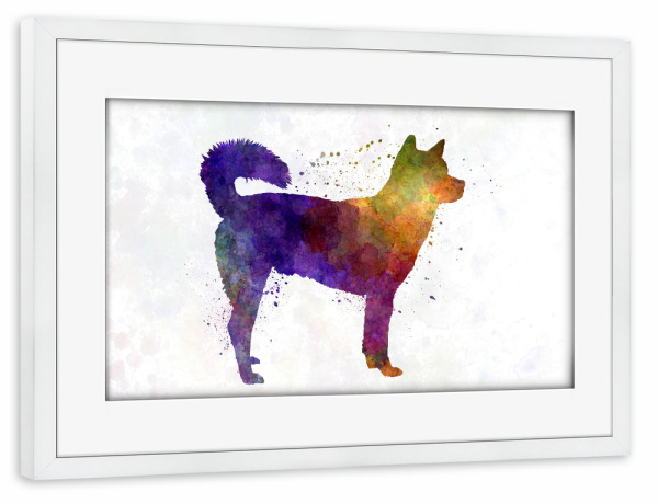 Poster mit Rahmen weiß "Kishu in watercolor" artboxONE - Tiere,Abstrakt - Dog,Pet,Mammal,Watercolor,Abstract,Abstrakt,Hund,Tier,Animal,Bunt,Colorful