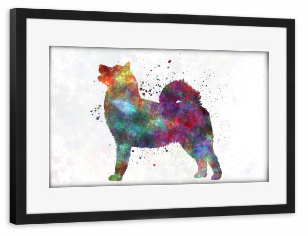 Poster mit Rahmen schwarz "West Siberian Laika in watercolor" artboxONE - Tiere,Abstrakt