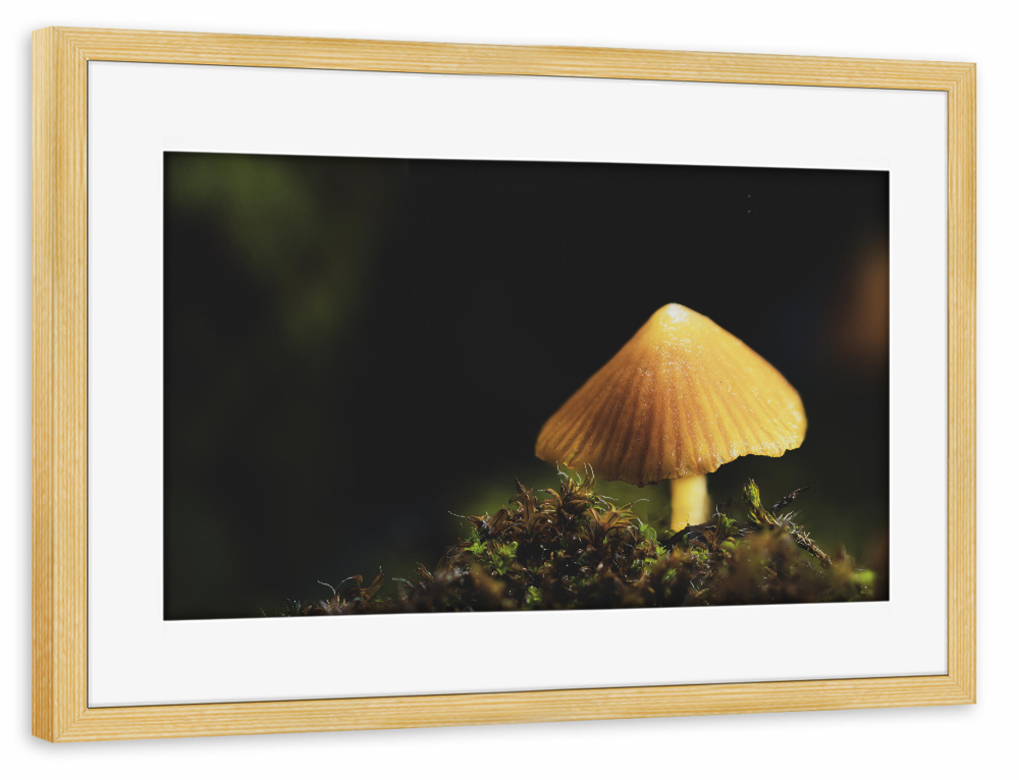 Poster mit Rahmen kiefer "Fungus On The Roof" artboxONE - Natur,Floral,Für Papa