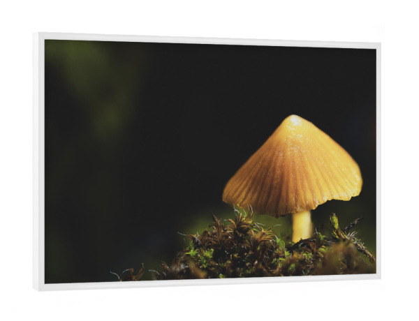 Poster mit weißem Rahmen "Fungus On The Roof" artboxONE - Natur,Floral,Für Papa