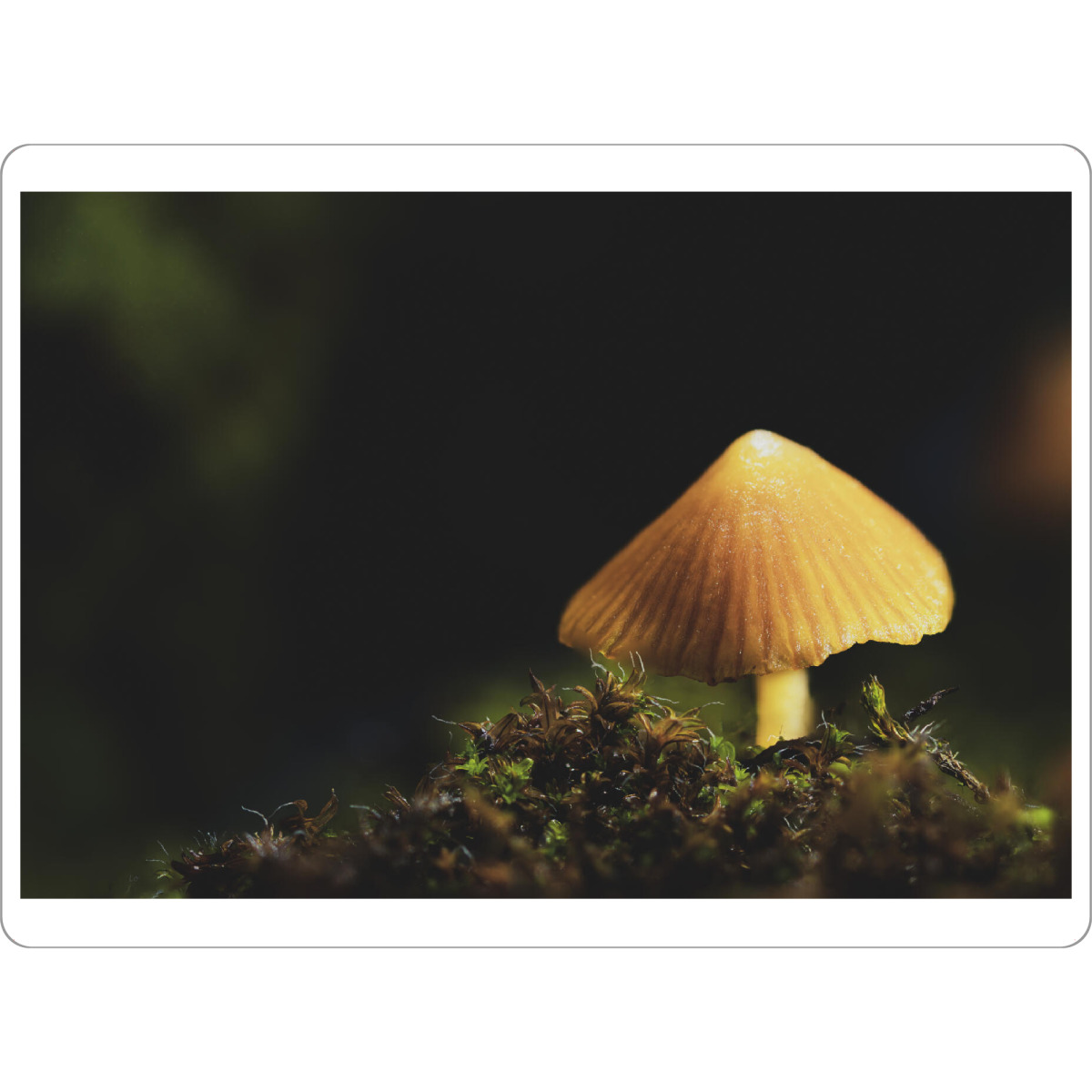 Tischset "Fungus On The Roof" artboxONE - Natur,Floral,Für Papa