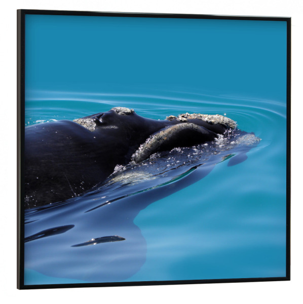 Poster mit schwarzem Rahmen 30x30 cm "Ein südlicher Glattwal" artboxONE - Natur,Tiere,Reise / Strand und Meer,Reise / Afrika,Unterwasser