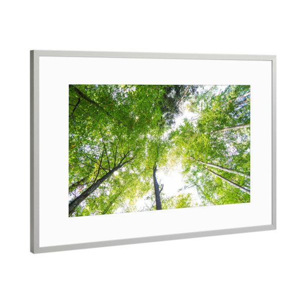 Poster mit Rahmen Silber "Wald in der Froschperspektive" artboxONE - Natur,Reise,Floral