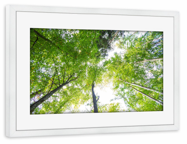 Poster mit Rahmen weiß "Wald in der Froschperspektive" artboxONE - Natur,Reise,Floral
