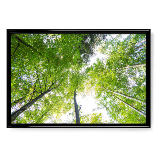 Wald in der Froschperspektive