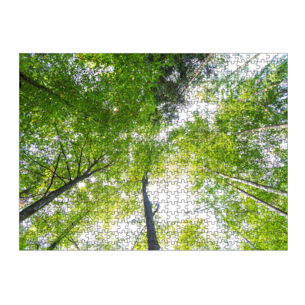Puzzle Ravensburger "Wald in der Froschperspektive" artboxONE - Natur,Reise,Floral