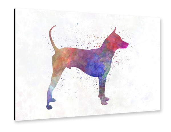 Alu-Dibond "Thai Ridgeback Dog in watercolor" 30x20 cm artboxONE