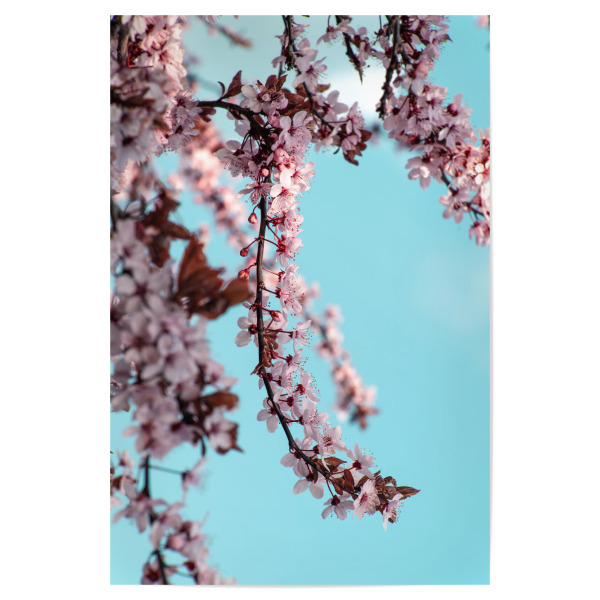 Poster "Zierpflaume" artboxONE - Floral