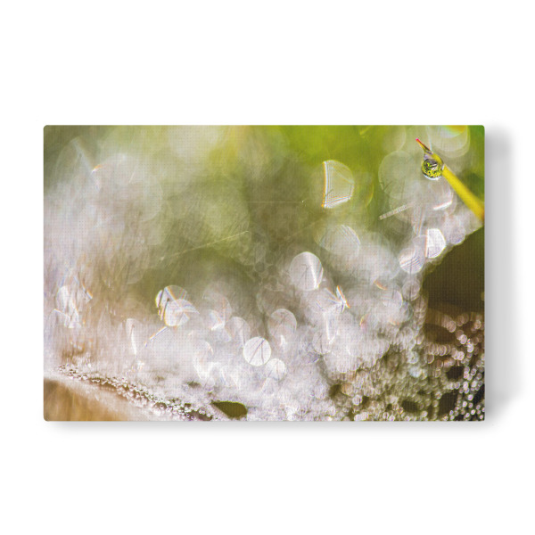 Leinwandbild "Im Frühtau" artboxONE - Natur - Wiese,Morgentau,Frühtau,Spinnweben,Altweibersommer
