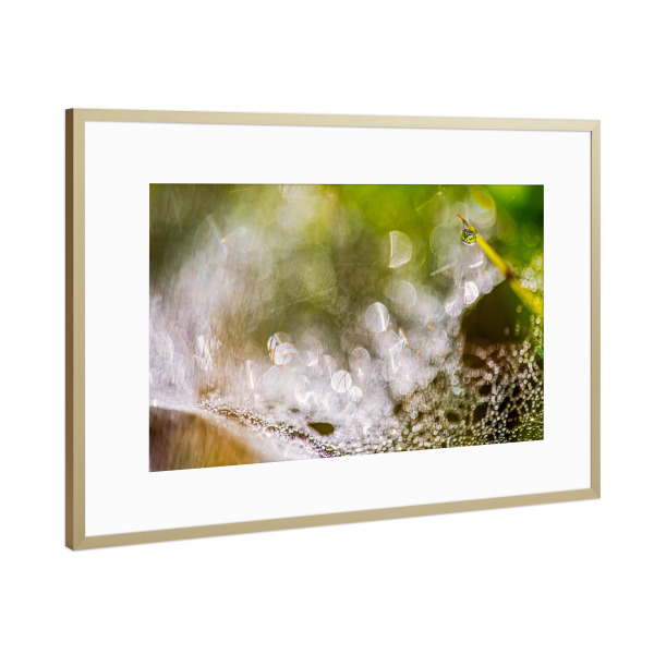 Poster mit Rahmen Gold "Im Frühtau" artboxONE - Natur - Wiese,Morgentau,Frühtau,Spinnweben,Altweibersommer