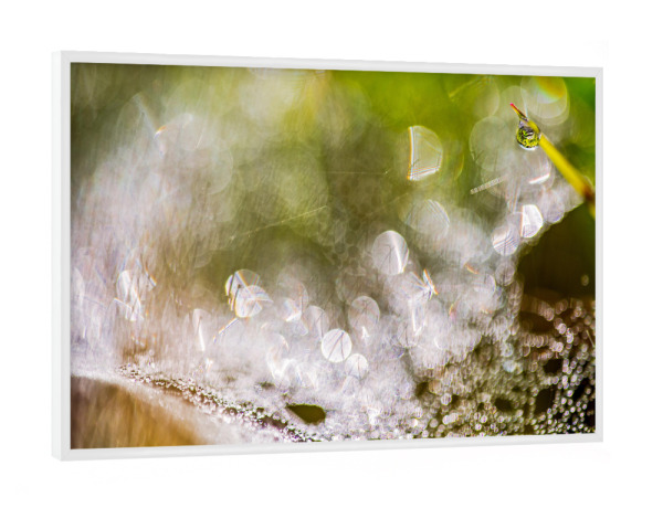 Poster mit weißem Rahmen "Im Frühtau" artboxONE - Natur - Wiese,Morgentau,Frühtau,Spinnweben,Altweibersommer