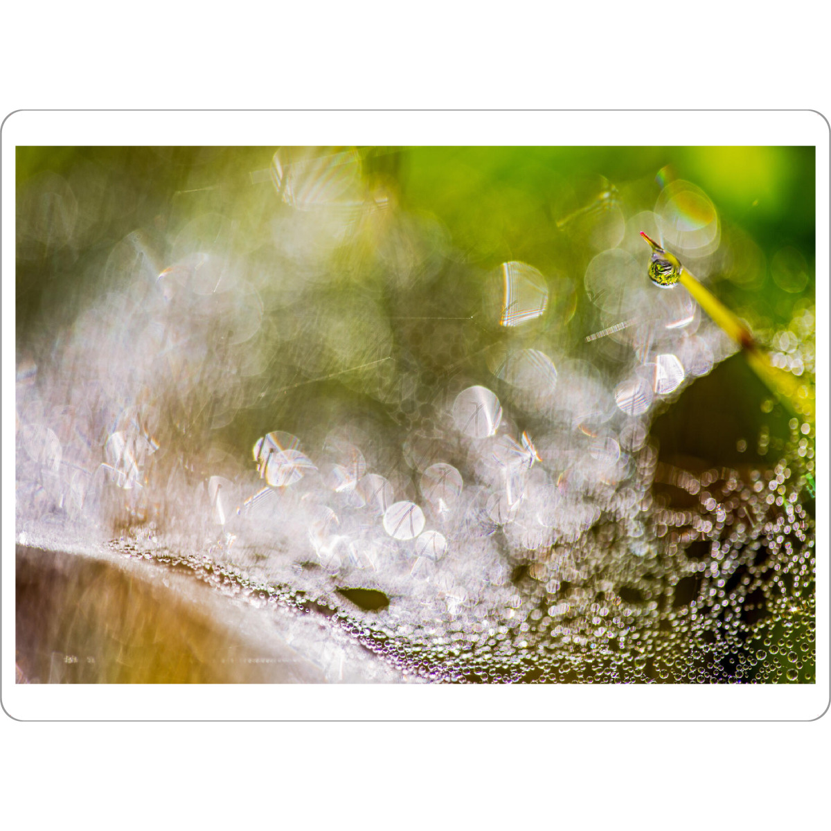 Tischset "Im Frühtau" artboxONE - Natur - Wiese,Morgentau,Frühtau,Spinnweben,Altweibersommer - Bild wiese