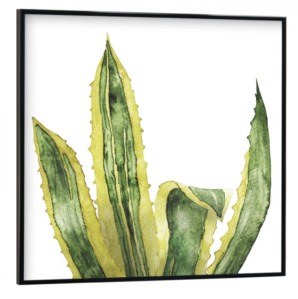 Poster mit schwarzem Rahmen 30x30 cm "Agave Leaves" artboxONE - Natur,Floral